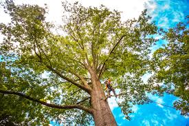 How Our Tree Care Process Works  in  Aquia Harbour, VA